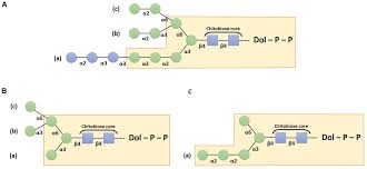 La bloc episodul 162 plecarea la mare. Frontiers N And O Glycosylation Pathways In The Microalgae Polyphyletic Group Plant Science
