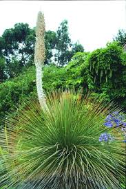 Image result for Duosperma quadrangulare