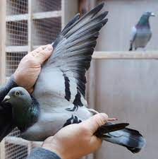 You Could Compare It To A Picasso Pigeon Sells For 1 9 Million The New York Times