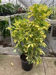 Image result for Schefflera