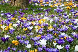 Zebra grass is known as miscanthus sinensis ' zebrinus ' botanically. Stock Image Of Crocus Flowers Growing In The Grass In Spring