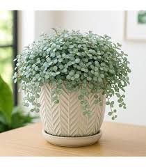 Image result for Pilea johnstonii
