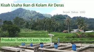 Kisah Usaha Ikan Nila Dan Mas Di Kolam Air Deras Cijambe Subang Youtube