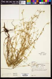 Image result for Spermacoce ocymoides