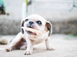 Der Alte Und Hässliche Hund Hat Das Brot Schön. Lizenzfreie Fotos, Bilder  und Stock Fotografie. Image 77996471.