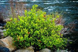 Image result for Buchnera libenii