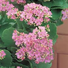 Image result for Kalanchoe