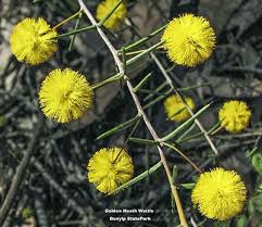 Acacia brownii