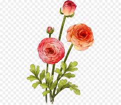 Bouquet of different color roses. Bouquet Of Flowers Drawing Png Download 504 776 Free Transparent Garden Roses Png Download Cleanpng Kisspng