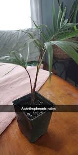 Image result for Acanthophoenix rubra