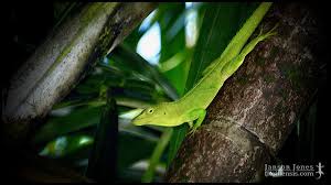 Image result for Anagallis gracilipes