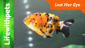 Frozen foods will have to be chopped up finely. What Happened To Our Goldfish S Eye Youtube
