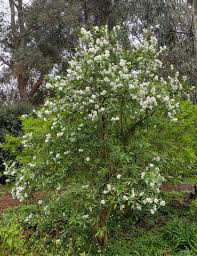 Image result for Exochorda