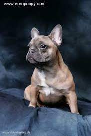You are browsing dogs & puppies for sale and wanted classifieds in vancouver. Laguna Blue French Bulldog Puppy Goch 93