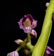 Image result for Polystachya anastacialynae