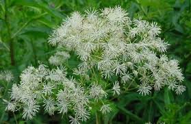 This compilation was originally set for a june 4th release, which had coincided with worldwide demonstrations against police brutality and racism in the wake of george floyd's death. Tall Meadow Rue Bloom June July Native Plants Planting Flowers Plants