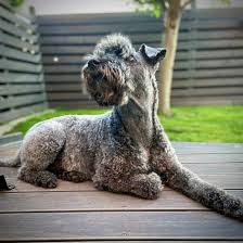 Getting your cairn terrier puppy used to having their paws, ears, and mouth handled early will make regular grooming much easier throughout their life. Kerry Blue Terrier All You Need To Know About The Pride Of Ireland K9 Web