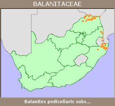 Image result for Balanites pedicellaris