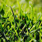 Home Gardener Series: Lawns & Turf Grass