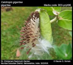 Image result for Calotropis gigantea
