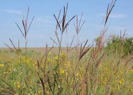Image result for Andropogon chinensis