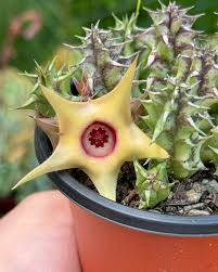 Image result for Huernia verekeri