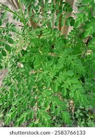 Image result for Moringaceae