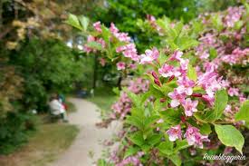 Botanischer garten wien jetzt 2 bewertungen & 32 bilder beim testsieger holidaycheck entdecken und direkt hotels nahe botanischer garten wien finden. Der Botanische Garten In Wien Eine Oase Mitten In Der Stadt