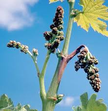 Image result for Botrytis cinerea