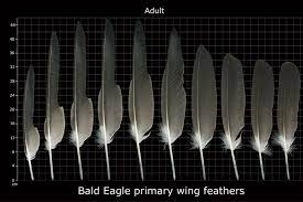Feather Feather Identification Bald Eagle Feather Bald Eagle