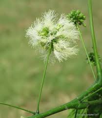 Image result for Cyclocarpa