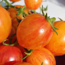 Die sunrise bumblebee ist eine ertragreiche, kleine, ovale cocktailtomate mit schöner musterung. Deaflora Tomate Sunrise Bumblebee Samen
