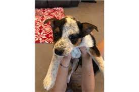 I researched daycares and narrowed down my choices, one being auntie dees. Australian Cattle Dog Blue Heeler Puppies For Sale From Youngstown Ohio Breeders