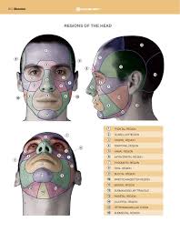 Pdf Print Anatomy Of Facial Expression Human Face Drawing Face Drawing Facial Anatomy