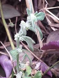 Image result for Aerva