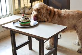 The latest tweets from bakeries near me (@bakeriesnearme). Dog Bakeries That Pet Parents Must Check Out I Lbb Mumbai