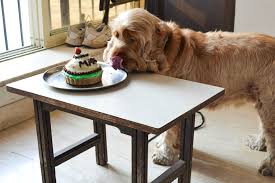 Get russian federation pet sitters, groomers, dog walkers and pet boarding near you. Dog Bakeries That Pet Parents Must Check Out I Lbb Mumbai