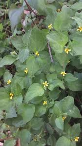 Image result for Calyptocarpus vialis