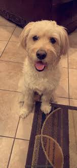 lacy granger❃ (@laacyG)