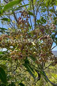 Image result for Polyscias fulva