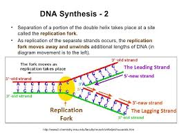 Image Result For Dna Replication Fork Diagram Dna