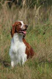 Image result for velššpringršpaněl