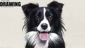 Über 7 millionen englischsprachige bücher. Watch Clip Time Lapse Drawing Of A Border Collie Dog Prime Video