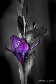 Black And White With Pop Of Color Art Australia Black And White Floral Print With A Single Bloom In Purple Follow Renee Daw Color Splash Purple Color Splash Photography Purple Canvas