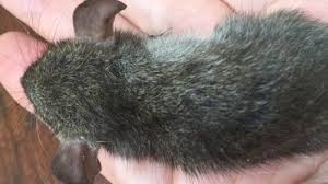 Many districts of australia will see a rise in vermin this 2011 due to the rains. The Fate Of One Small Mouse Hints At A Huge Problem For Australia