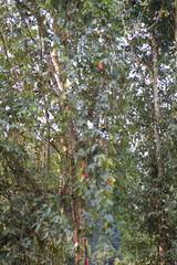 Image result for Coccinia mildbraedii