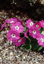Image result for Primula x pubescens