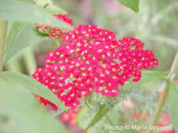 What Are Spring Blooming Bulbs That Deer Won T Eat Long Blooming Perennials Flowers Perennials Yarrow Plant