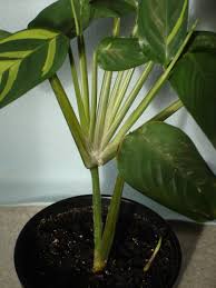 Image result for Maranta arundinacea