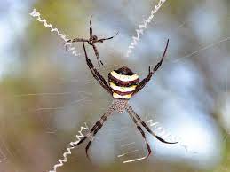 Yesterday, my mother pointed out a very peculiar spider in her garden. 8 Interesting Facts About The St Andrew S Cross Spider